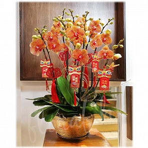 COR11 黃金甲蝴蝶蘭  孖枝蝴蝶蘭蘭花 COR11 黃金甲蝴蝶蘭  孖枝蝴蝶蘭蘭花